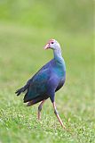 Gray-headed Swamphen